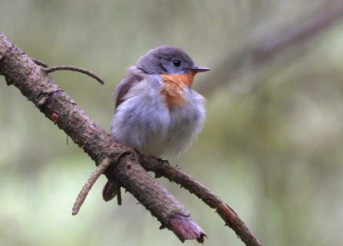 Red-breasted Flycatcher