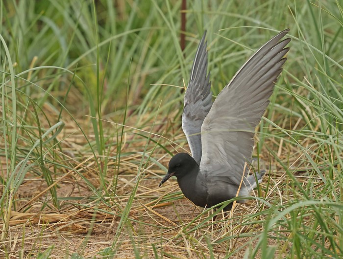 American Black Tern