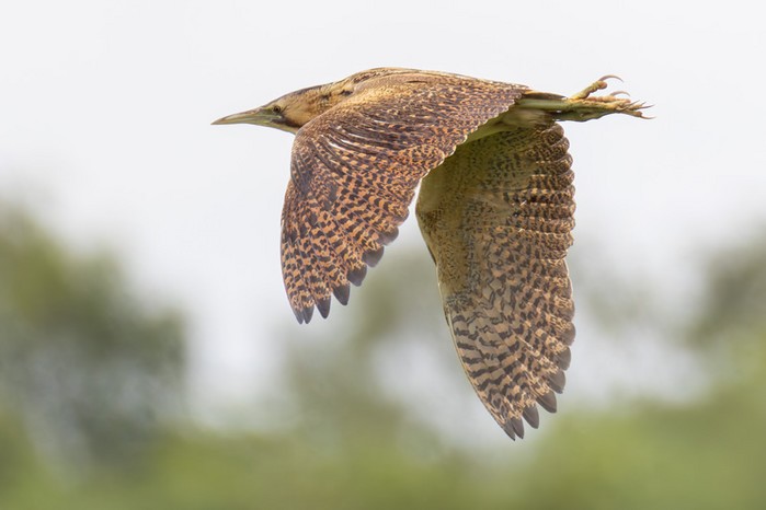 Bittern