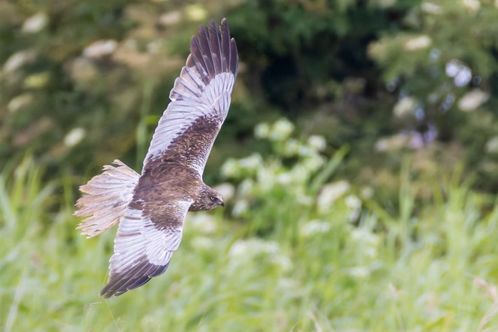 Marsh Harrier