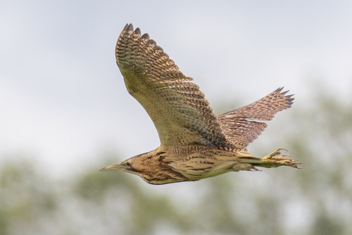Bittern