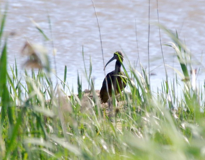 Glossy Ibis