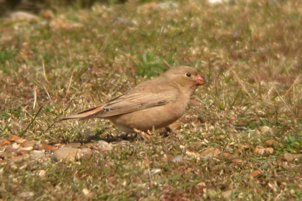 Trumpeter Finch