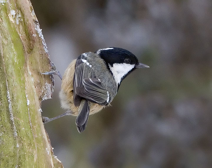 Coal Tit 