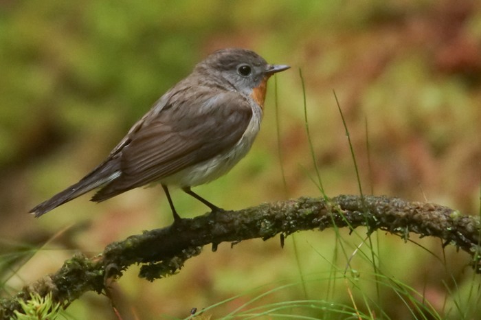 Red-breasted Flycatcher