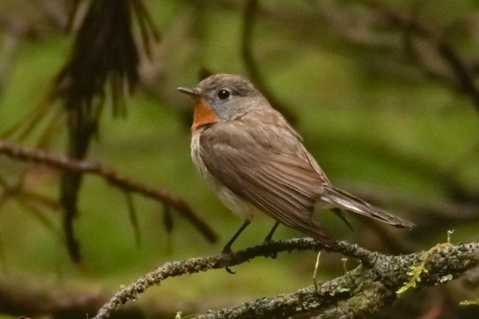 Red-breasted Flycatcher