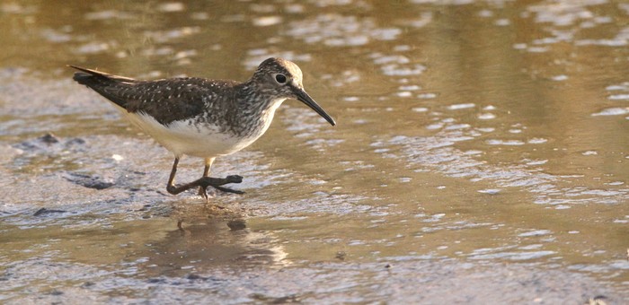 Solitary Sandpiper