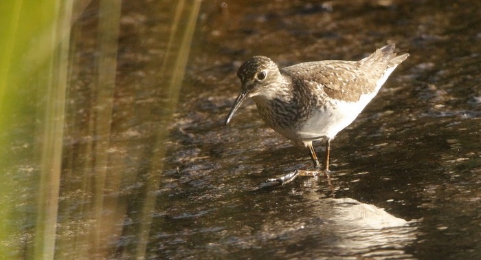 Solitary Sandpiper
