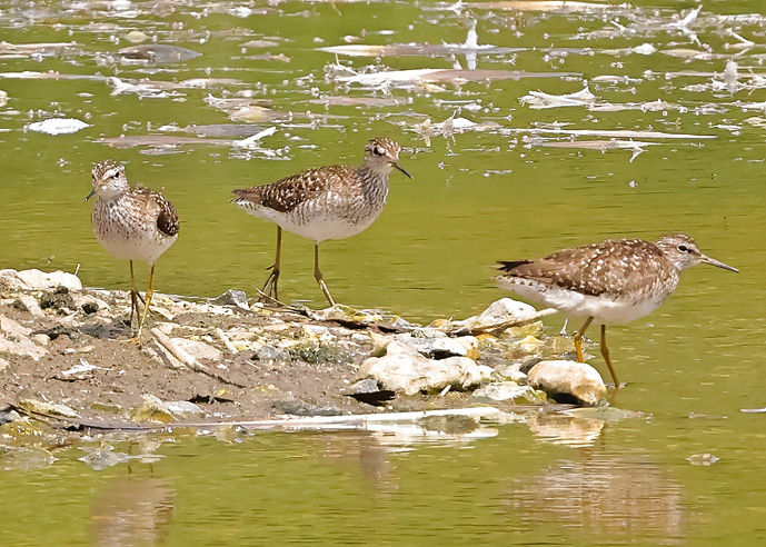 Wood Sandpiper