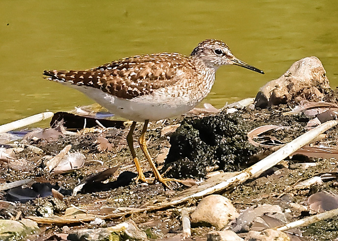 Wood Sandpiper
