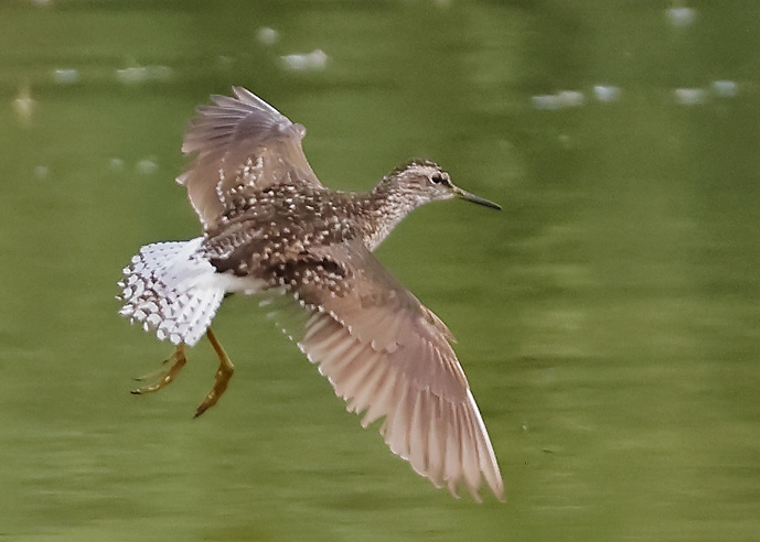 Wood Sandpiper
