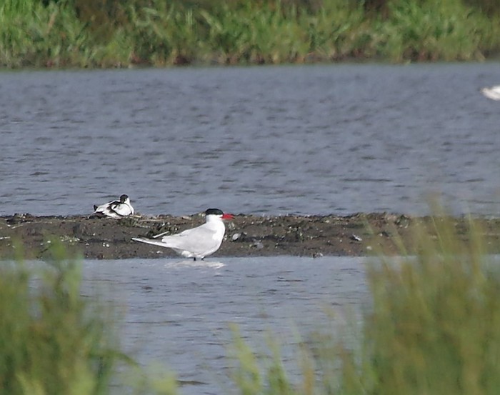 Caspian Tern