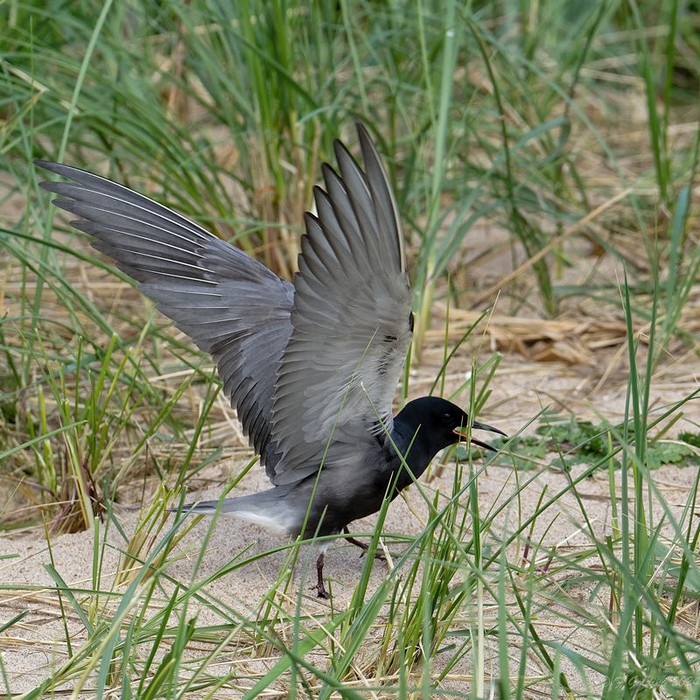 American Black Tern