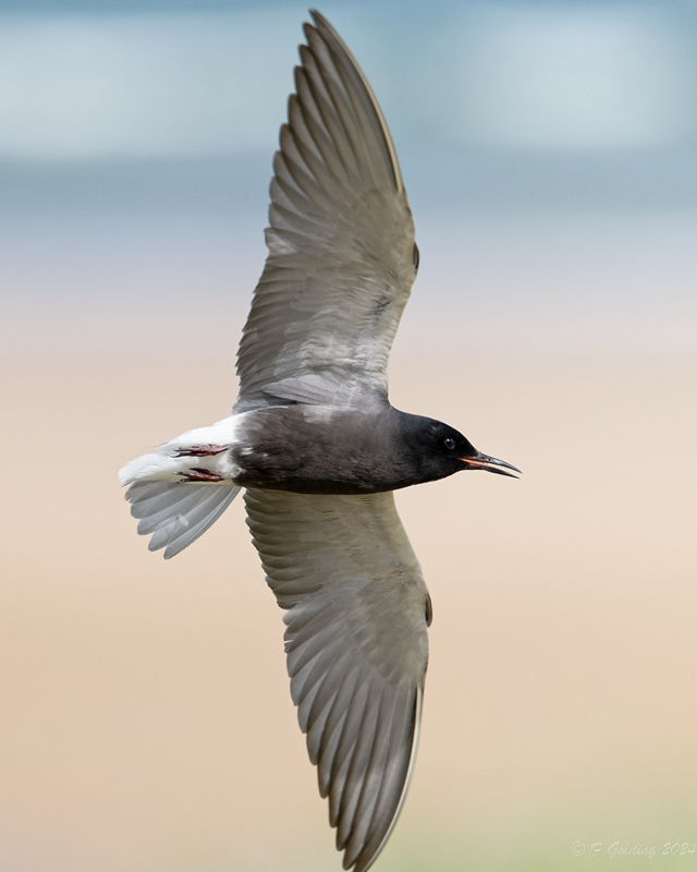 American Black Tern