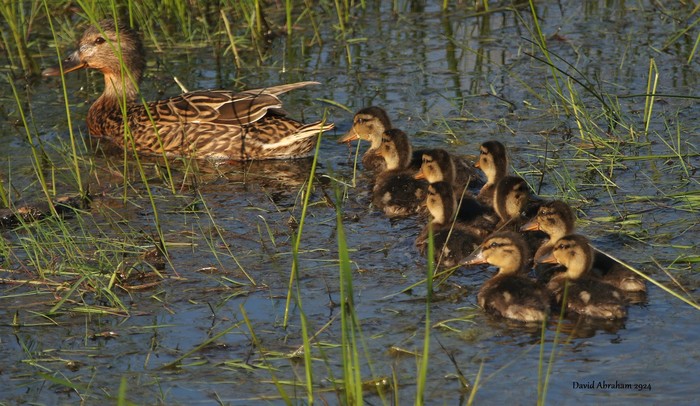 Mallard 