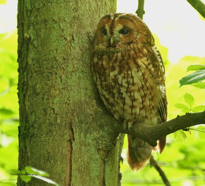 Tawny Owl 