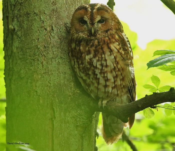 Tawny Owl