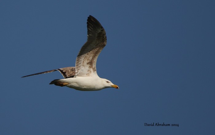 Lesser Black-backed Gull