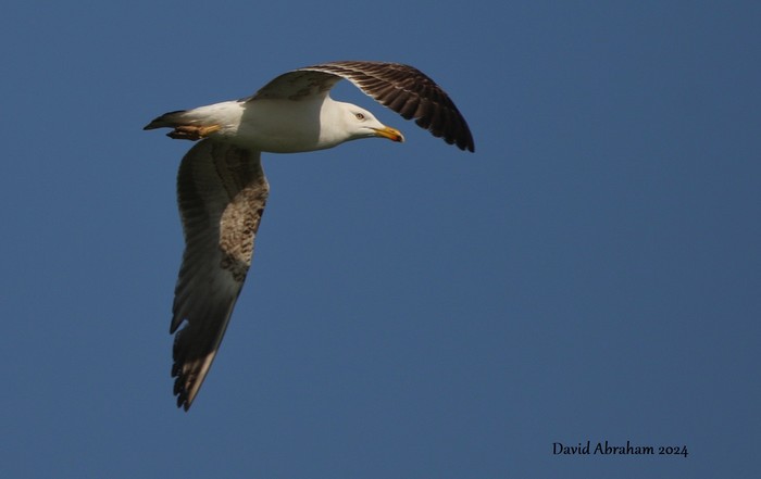 Lesser Black-backed Gull
