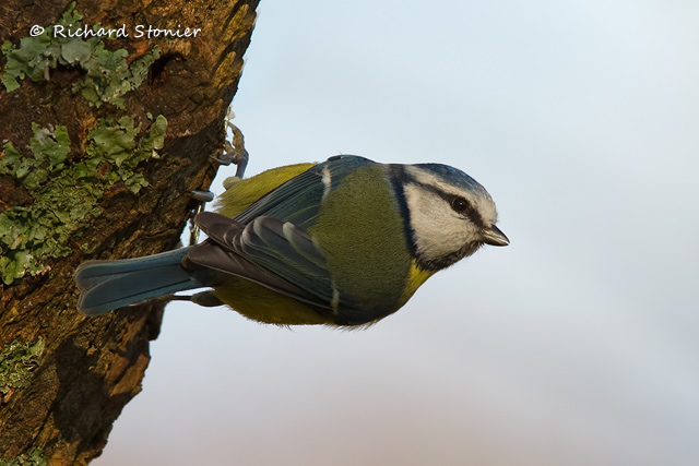 Blue Tit