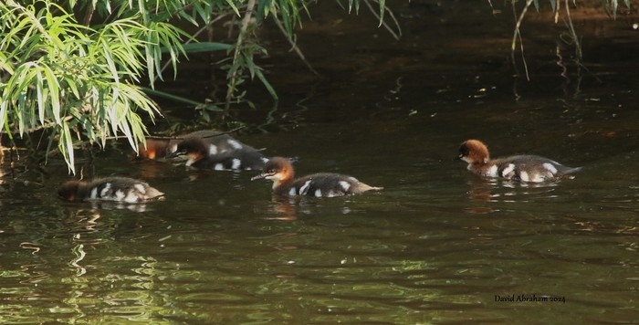 Goosander 