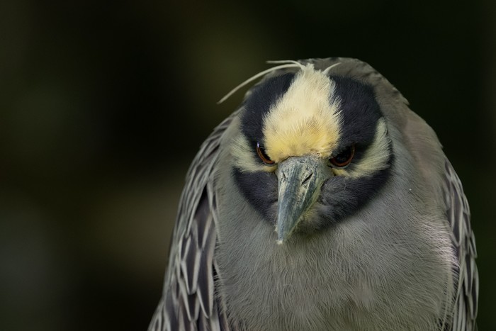 Yellow-crowned Night Heron