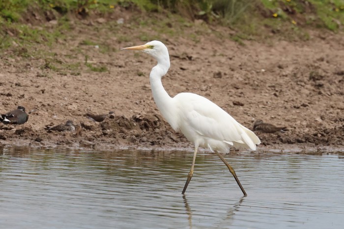 Great White Egret