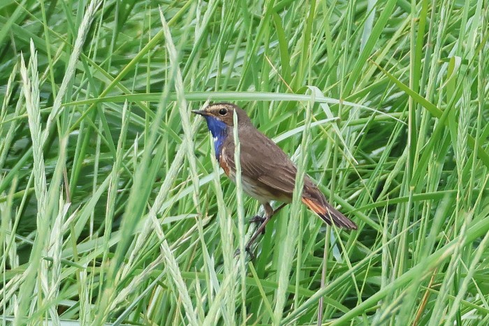 White-spotted Bluethroat
