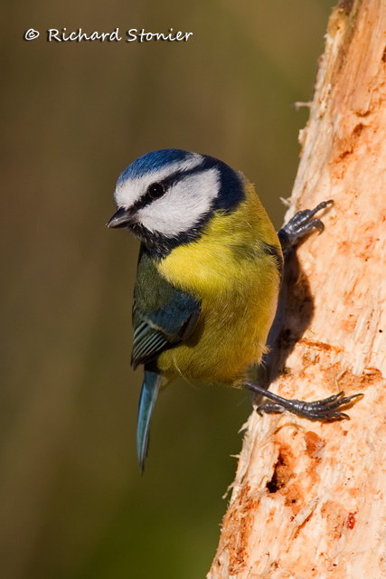 Blue Tit