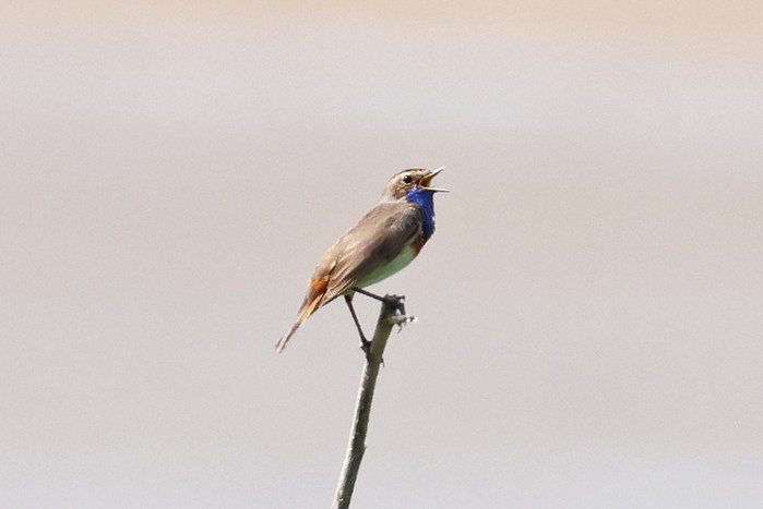 White-spotted Bluethroat