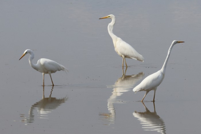 Great White Egret