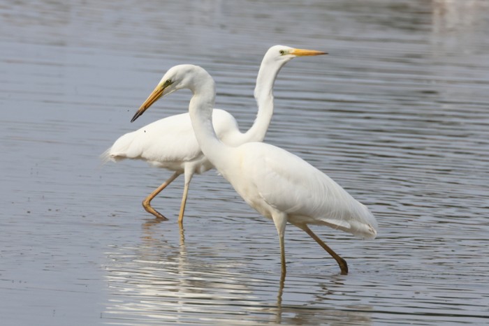 Great White Egret
