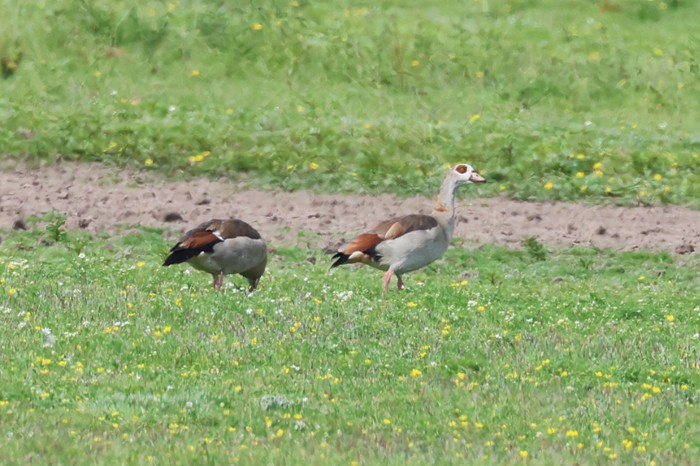 Egyptian Goose