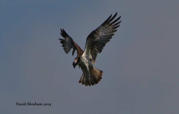 Osprey 
