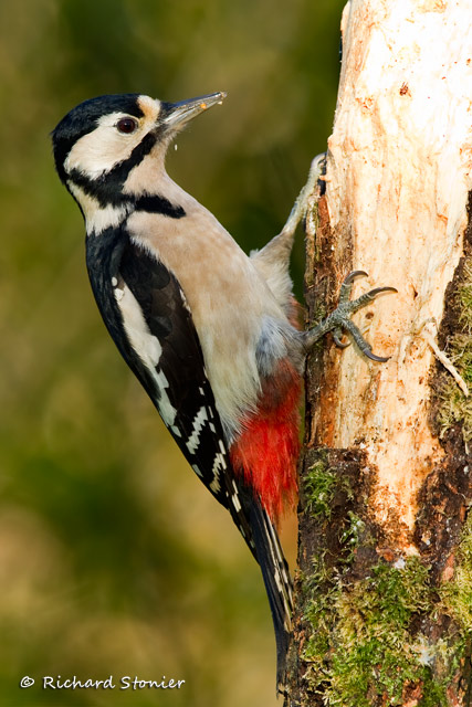 Great Spotted Woodpecker