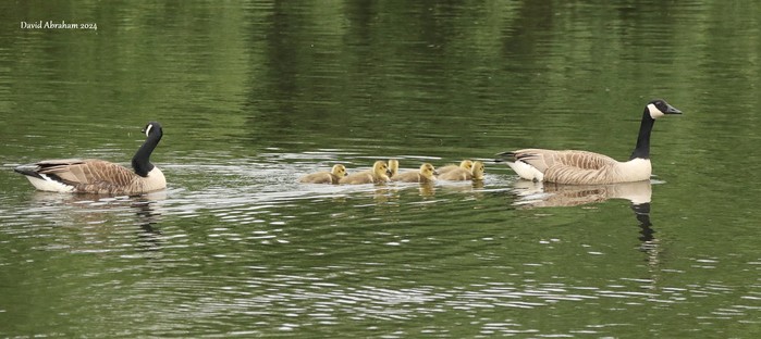 Canada Goose