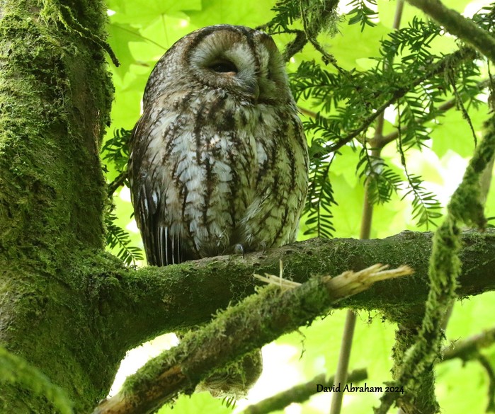 Tawny Owl