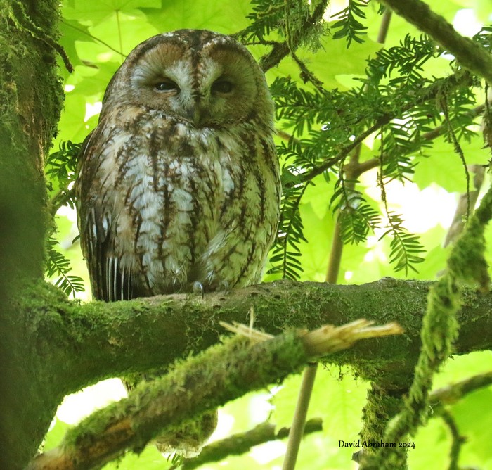 Tawny Owl