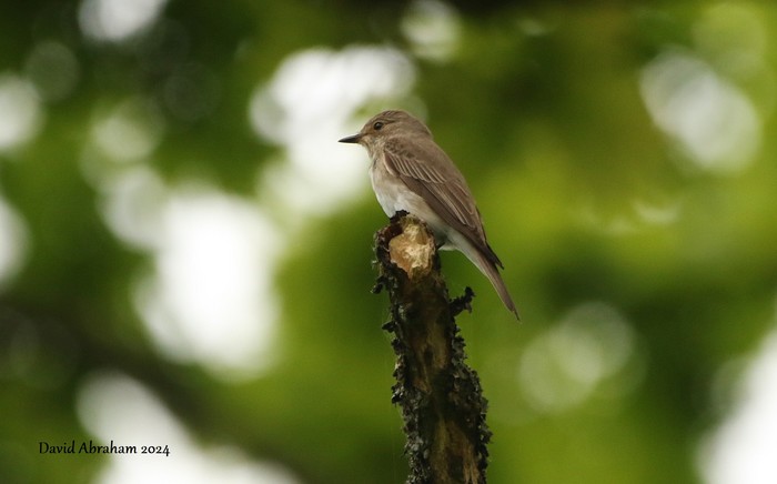 Spotted Flycatcher