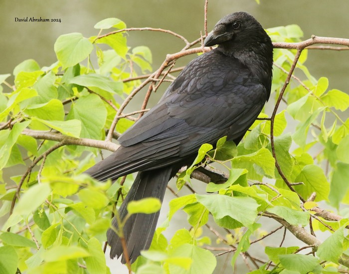 Carrion Crow