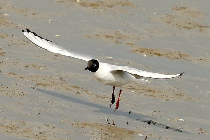 Bonaparte's Gull