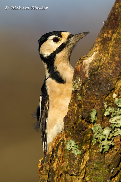 Great Spotted Woodpecker