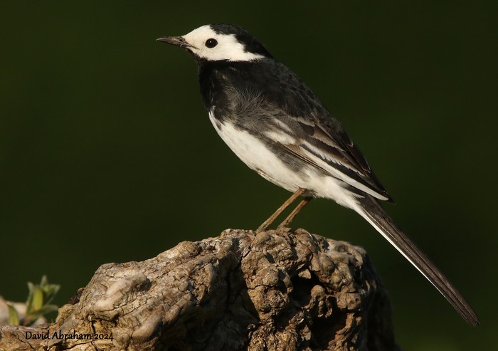 Pied Wagtail 
