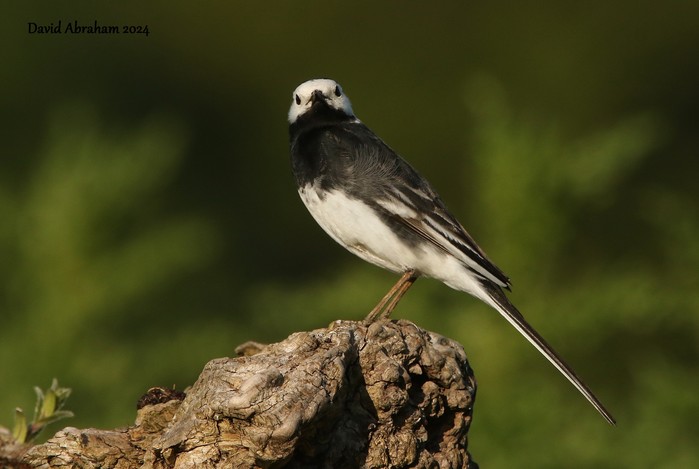 Pied Wagtail 