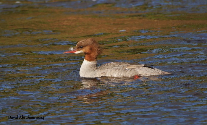 Goosander