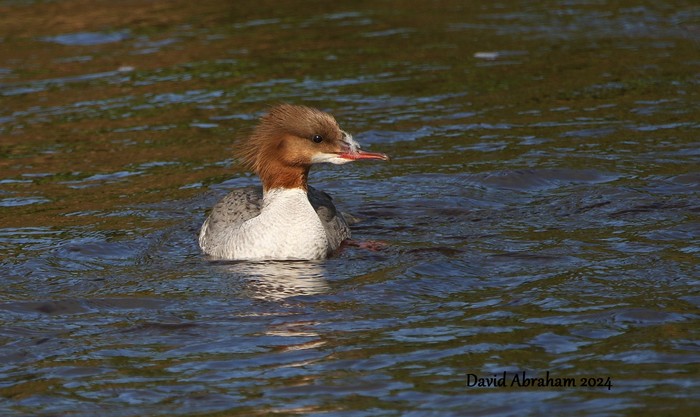 Goosander