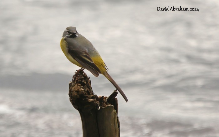Grey Wagtail 