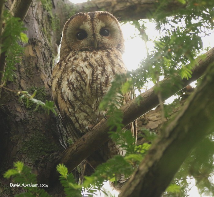 Tawny Owl 