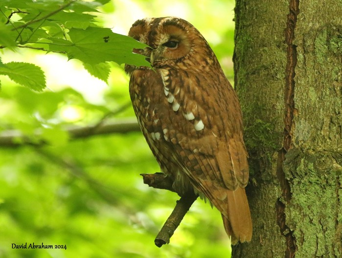 Tawny Owl 