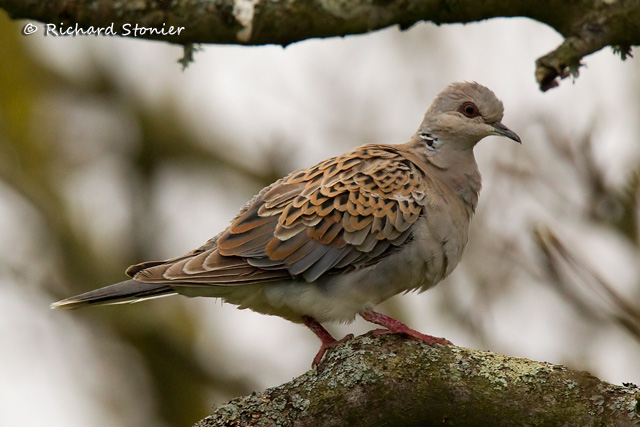 Turtle Dove